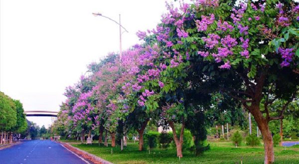 Con đường được tô điểm bằng sắc tím của hoa.