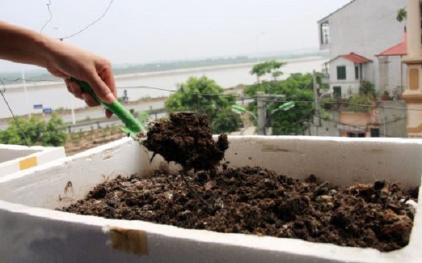 Chuẩn bị đất thật kỹ trước khi trồng.