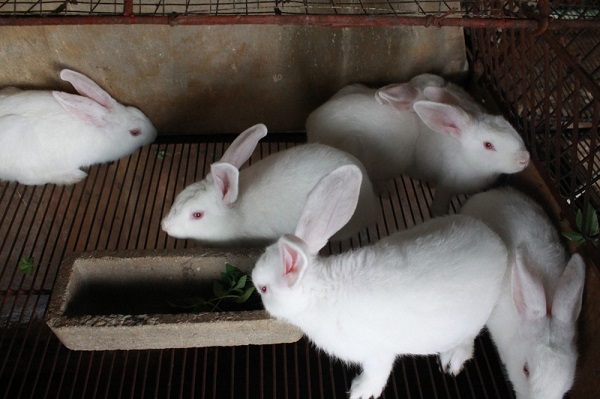 Mô hình nuôi thỏ thịt đem lại nguồn lợi kinh tế cao.