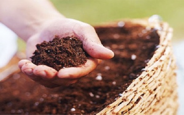 Đất sạch hữu cơ làm từ xơ dừa.