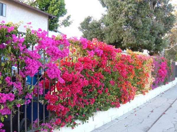Nguyên hàng rao hoa nhiều màu sắc làm nổi bậc ngôi nhà bạn.