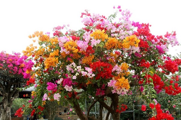 Hoa giấy Cao Bồi – một cây mà có nhiều sắc hoa ấn tượng.
