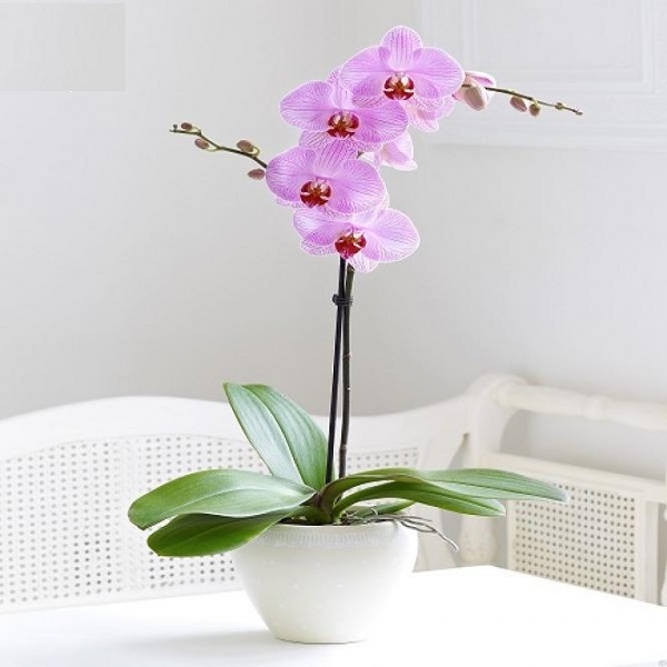 Đặt chậu hoa lan trong nhà bạn sẽ thấy không gian sang trọng, trang nhà hơn.