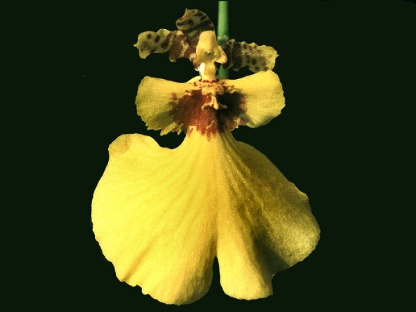 Bông hoa nhỏ bé như cô gái váy vàng xòe múa xinh xắn.