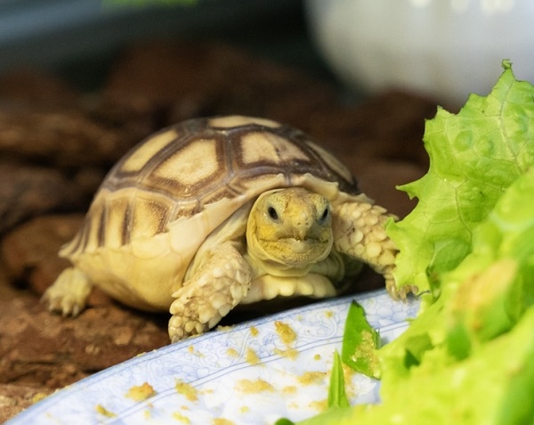 Rùa rất thích ăn rau xanh.