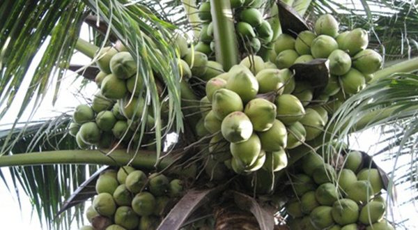 Nhiều người trồng dừa dứa vì chúng không chỉ thơm ngon mà còn sai quả.
