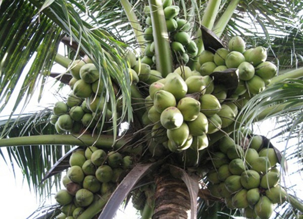 Nhiều người trồng dừa dứa vì chúng không chỉ thơm ngon mà còn sai quả.