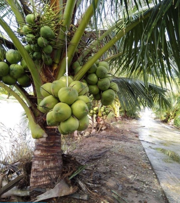 Tổng hợp 94 hình về mô hình trồng dừa dứa  daotaonec