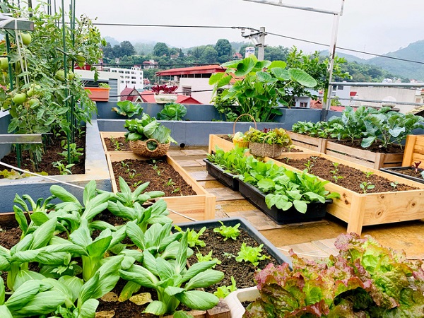 Vườn rau trên sân thượng cung cấp rau xanh cho cả gia đình.