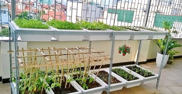 Giải pháp trồng rau sạch ở nhà phố.