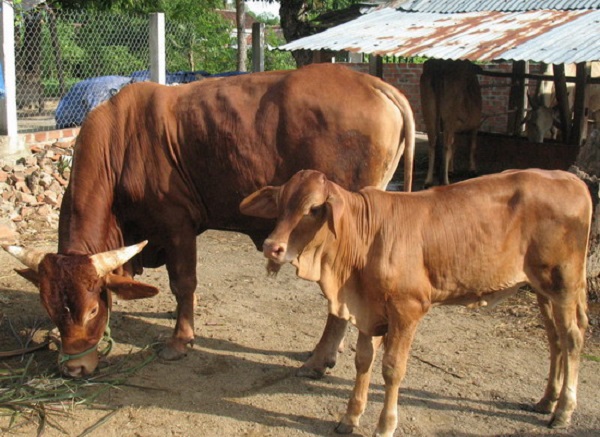 Hình thức nuôi bò sinh lợi nhuận khá cao cho nông dân.