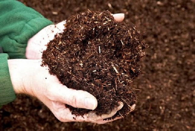 Bạn có thể dùng phân hữu cơ để thay cho trùn quế.