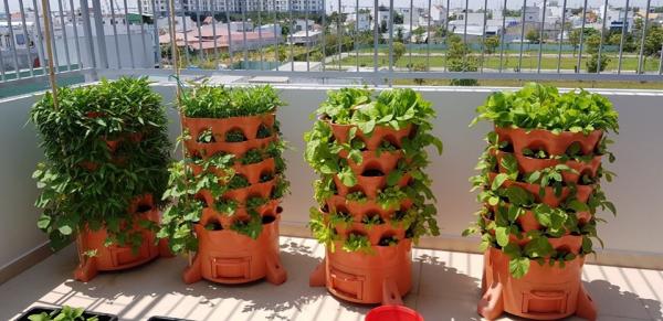 Giải pháp trồng rau hữu cơ đối với diện tích hẹp.